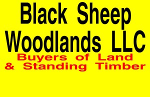 Blacksheep Wwodlands